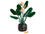 Bird of Paradise