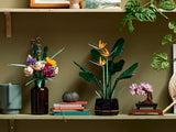 Bird of Paradise