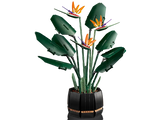 Bird of Paradise