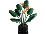 Bird of Paradise