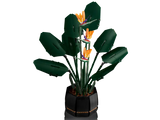 Bird of Paradise