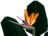Bird of Paradise