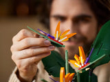 Bird of Paradise