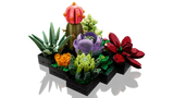 Succulents