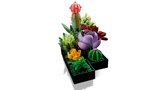 Succulents