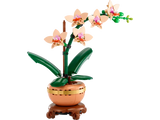 Mini Orchid