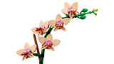 Mini Orchid