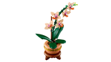 Mini Orchid