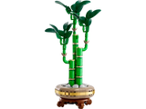 Lucky Bamboo