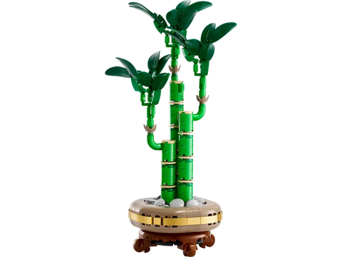 Lucky Bamboo