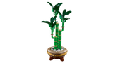 Lucky Bamboo
