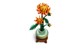 Chrysanthemum